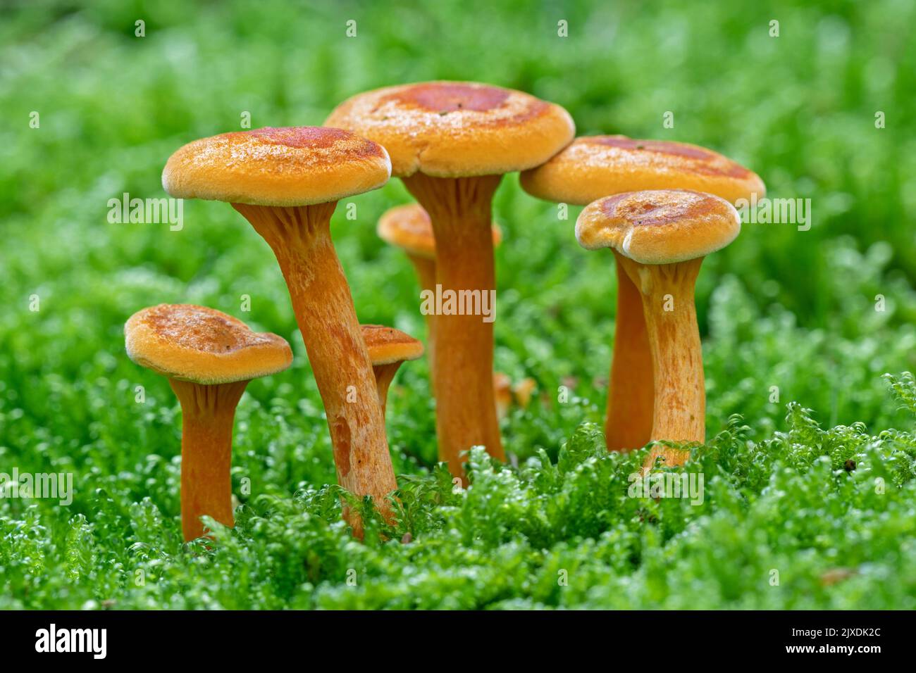 False Chanterelle (Hygrophoropsis aurantiaca). Group of juveniles on a moss. Denmark Stock Photo