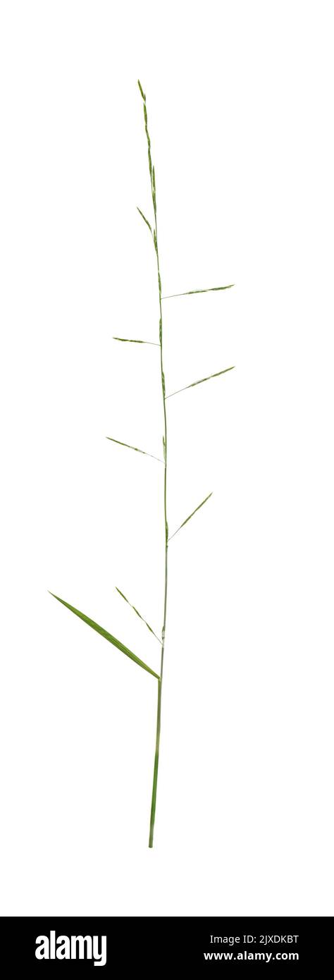 Floating Sweet Grass - Glyceria fluitans Stock Photo