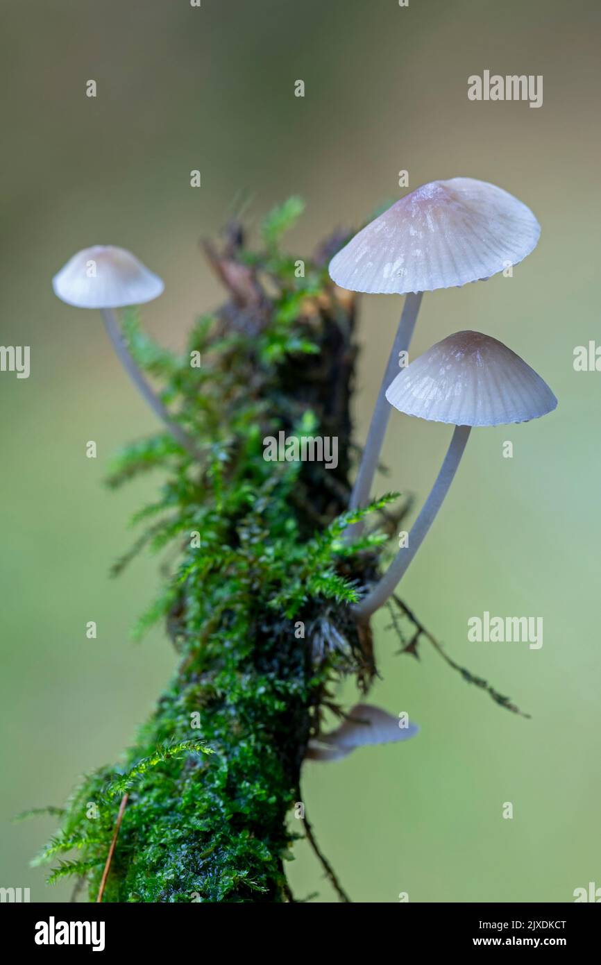 Common Bonnet, Rosy-gill Fairy Helmet (Mycena galericulata). Mushrooms growing on the rotten branch of a spruce tree. Germany Stock Photo