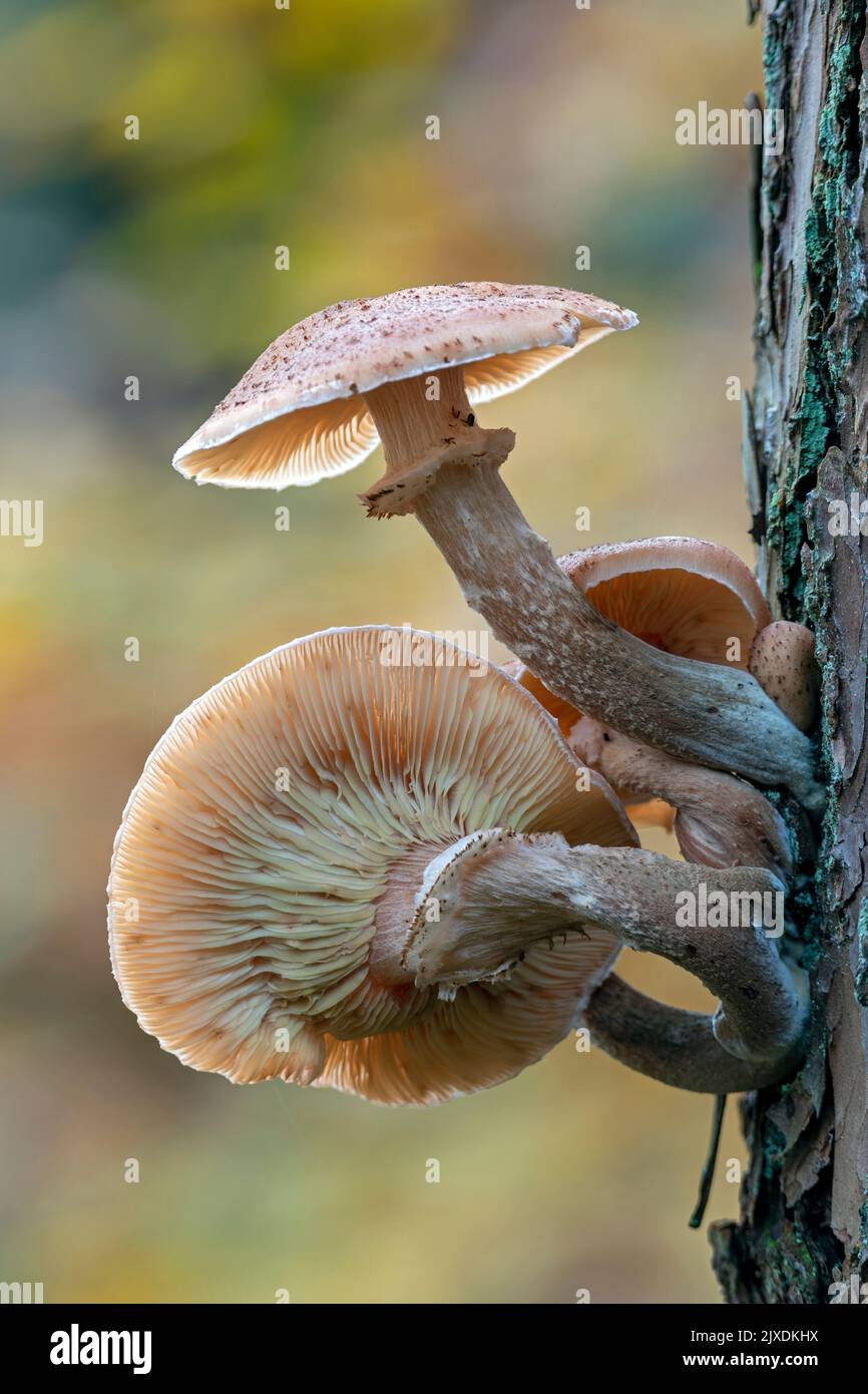 Honey Fungus (Armillaria mellea) on dead pine. Germany Stock Photo
