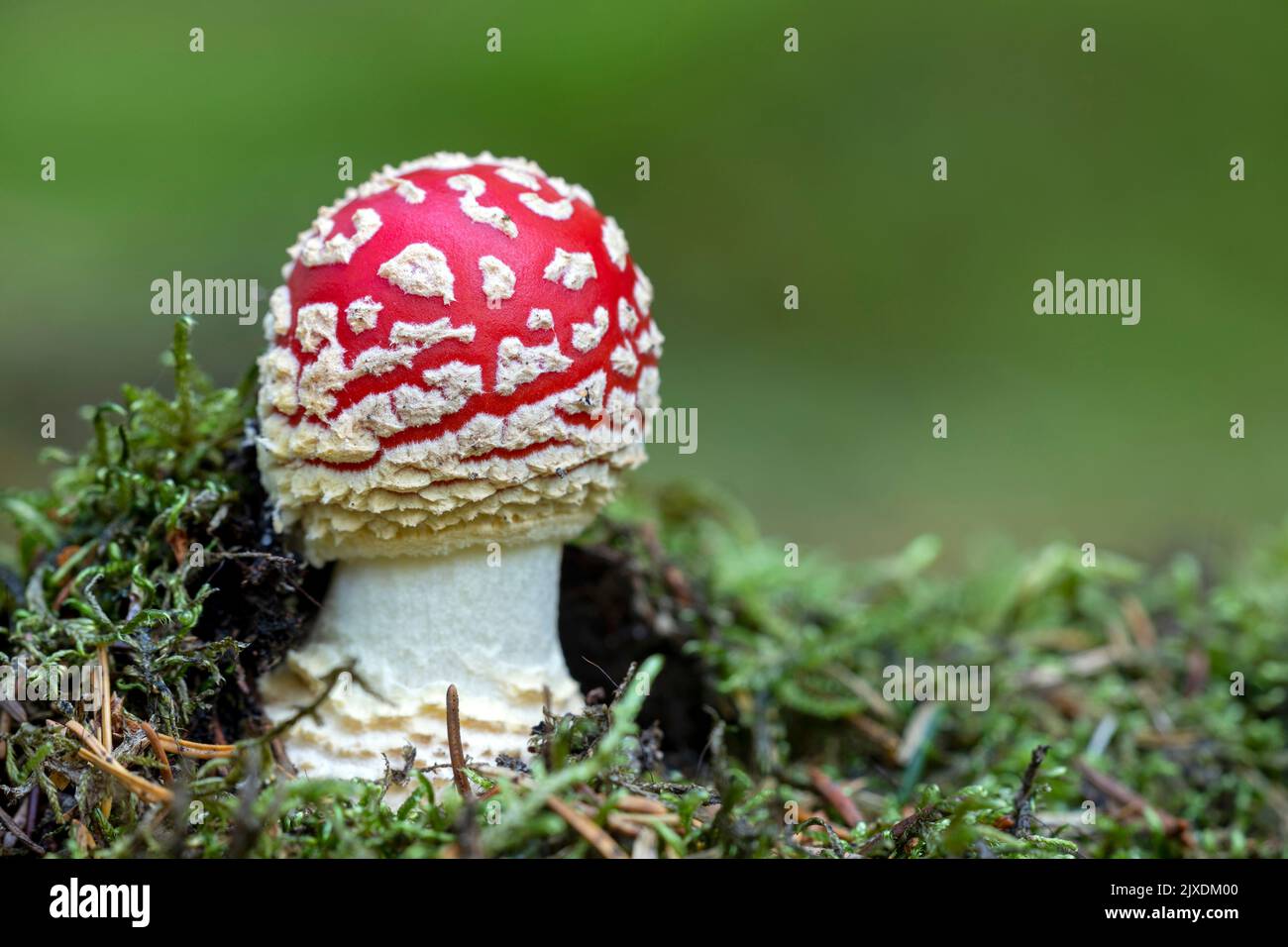 A young fly agaric (Amanita muscaria) has just fought its way through the moss carpet in a coniferous forest, Denmark Stock Photo
