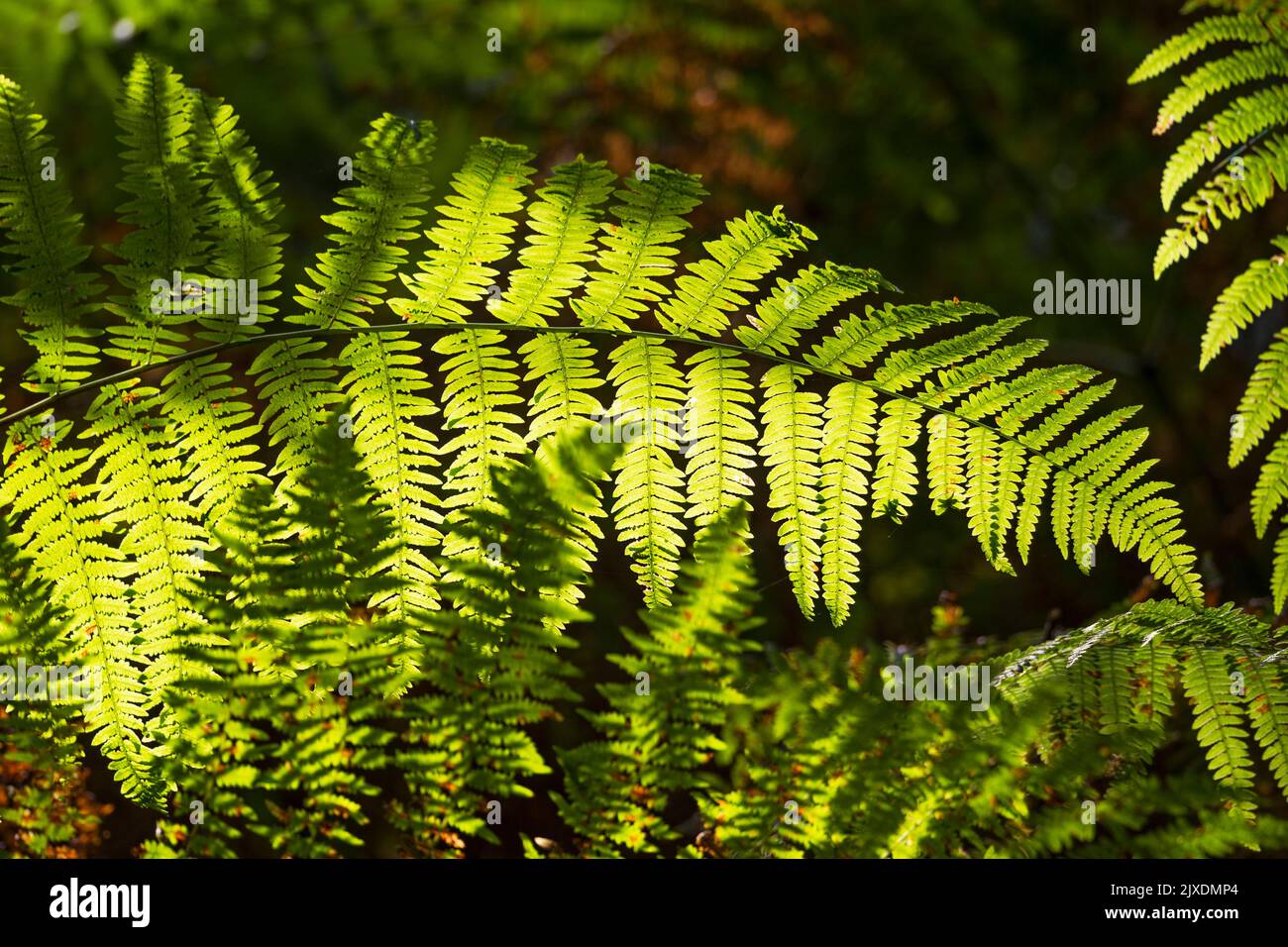 Bracken Fern (Pteridium aquilinum) Light falls through fern fronds. Germany Stock Photo