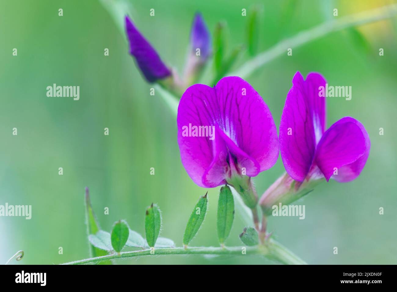 Narrow-leaf Vetch (Vicia angustifolia), flowering stalk. Germany Stock Photo