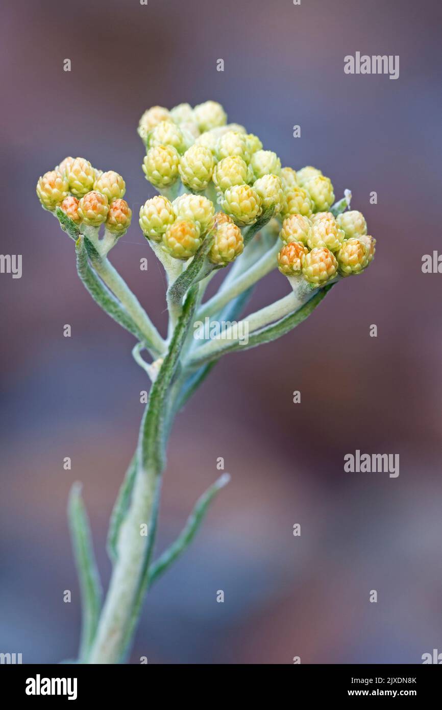 Dwarf everlast, Immortelle (Helichrysum arenarium), inflorescence. Germany Stock Photo