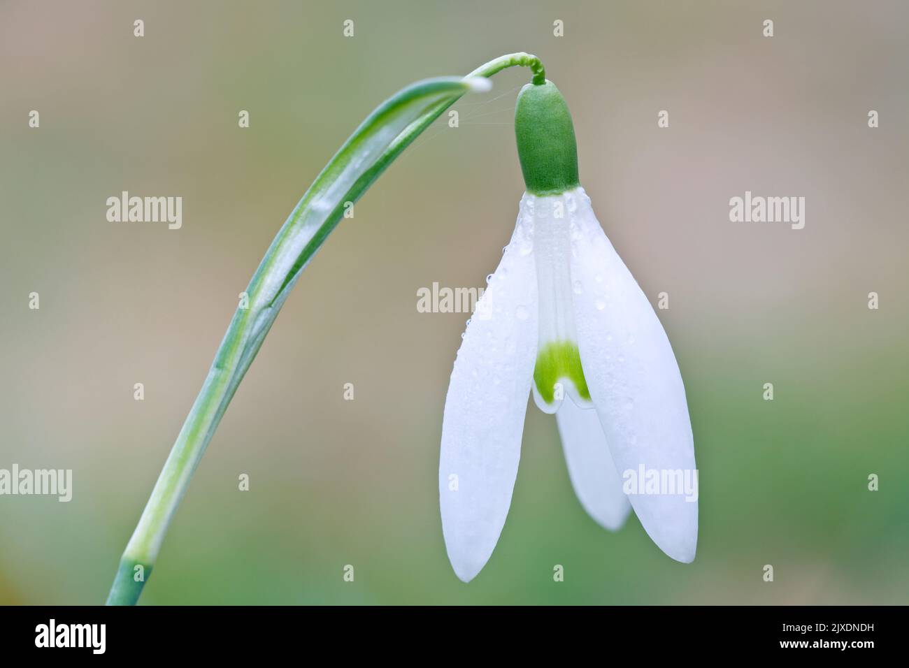 Common Snowdrop (Galanthus nivalis), single flower. Germany Stock Photo