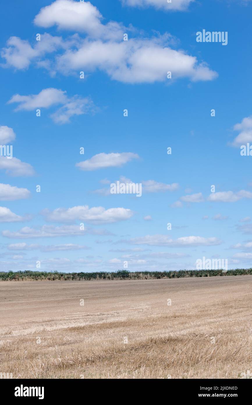 Azure summer blue sky with sparse fluffy clouds on the horizon of harvested arable field in UK. For agriculture & farming in UK, food production in UK Stock Photo