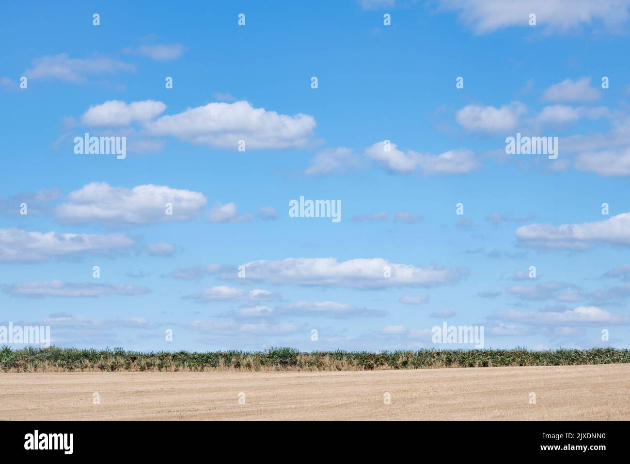 Azure summer blue sky with sparse fluffy clouds on the horizon of harvested arable field in UK. For agriculture & farming in UK, food production in UK Stock Photo