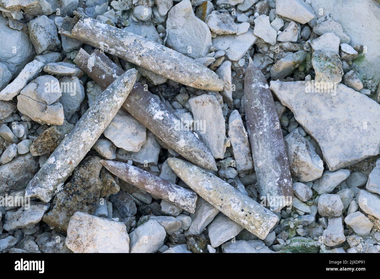 Belemnites, belemnoids. Fossilized hard back part of the endo-skeleton (called guard or rostrum) in a limestone pit. Germany Stock Photo