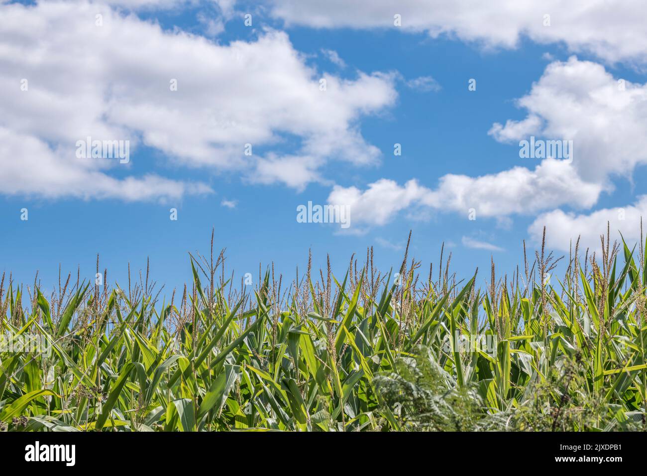 Fine field big crop hires stock photography and images Alamy