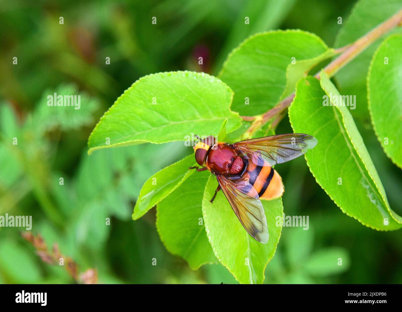 Tachinid Fly, Fever Fly (Tachina fera). Adult on a leaf Stock Photo