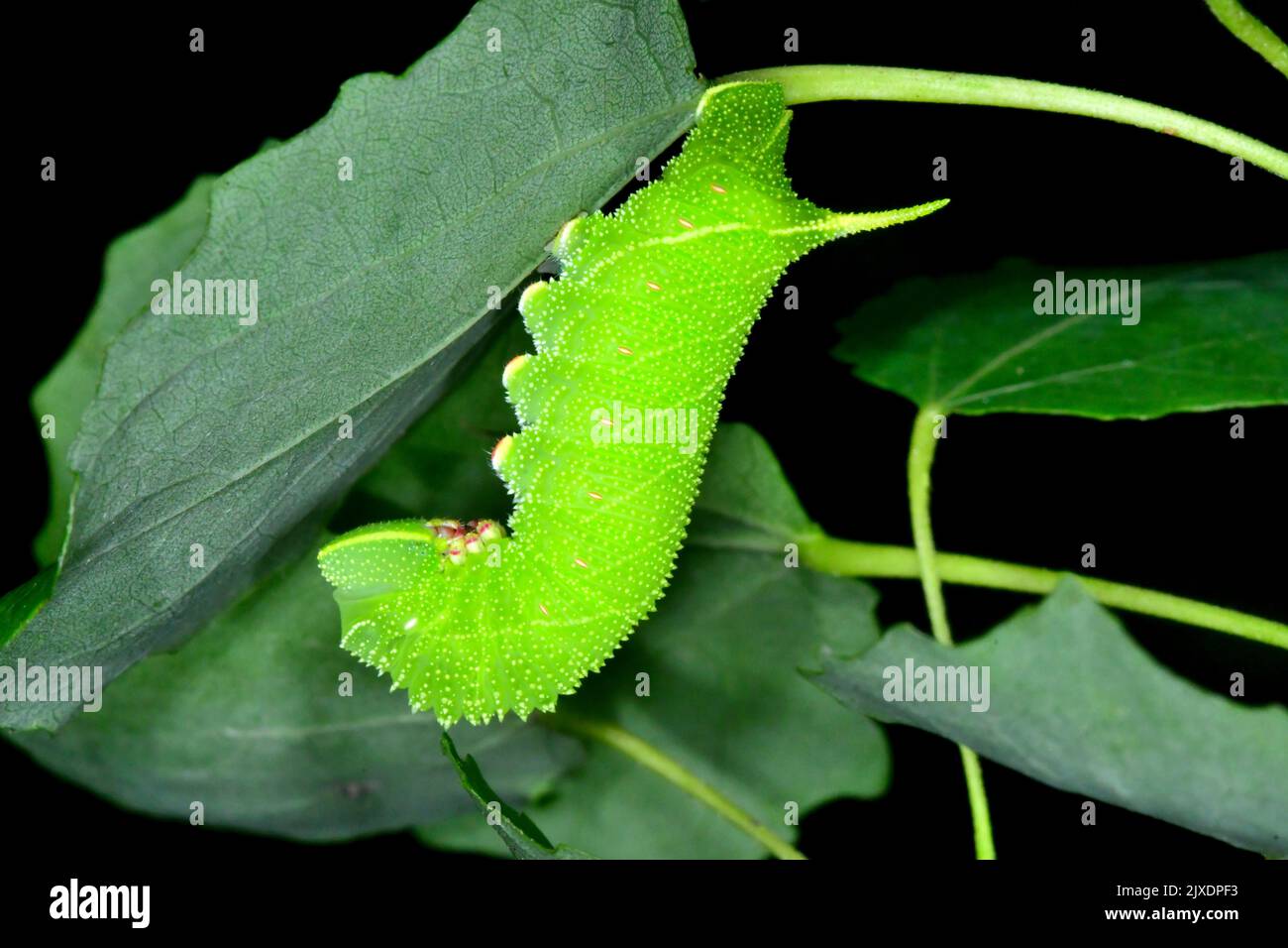 Poplar Hawk-Moth (Laothoe populi). Caterpillar hanging under a Quaking Aspen leaf. Germany Stock Photo