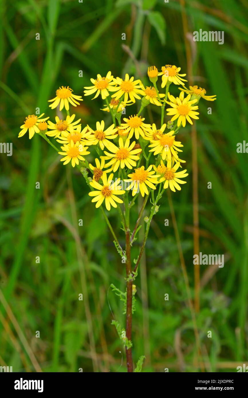 Common Ragwort, Jacobea, Staggerwort (Senecio jacobaea) flowering. Germany Stock Photo