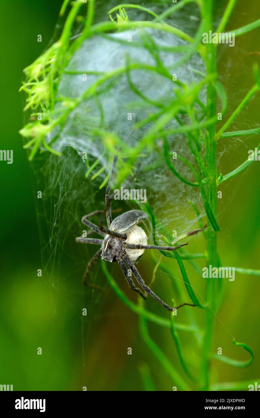 Nursery Web Spider (Pisaura mirabilis). Female hhas spun a bell-like web in a branched plant, in which the young spiders are to hatch one day. In the photo the spider is still carrying around the egg cocoon. Germany Stock Photo