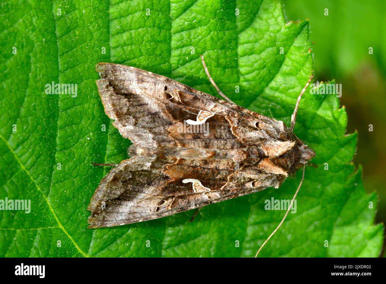 Silver Y (Autographa gamma). Butterfly with the eponymous wing pattern resting on a green leaf. Germany Stock Photo