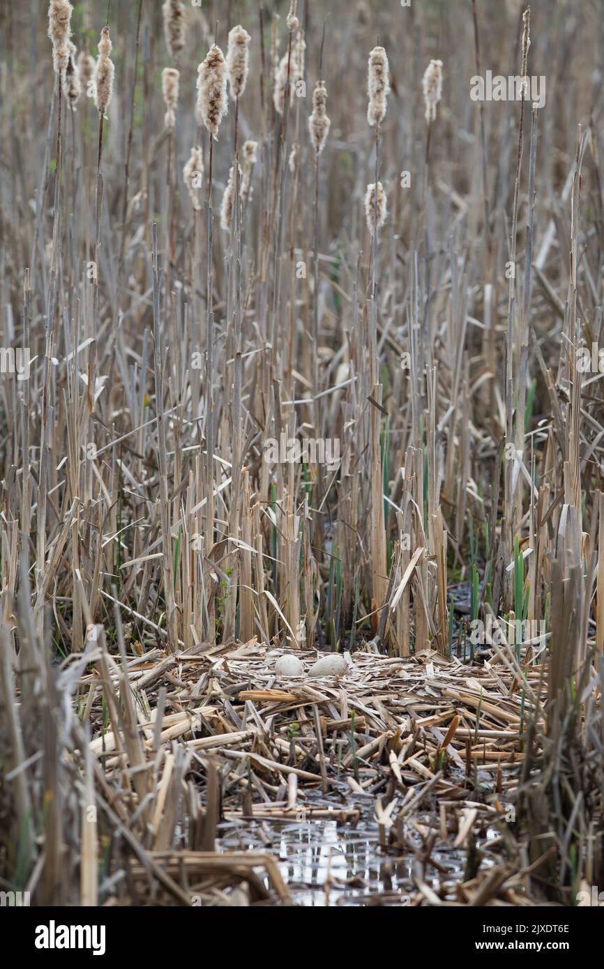 Common Crane (Grus grus), nest with two eggs. Germany Stock Photo