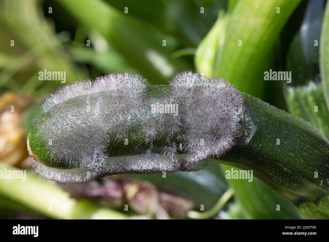 Blossom end rot on young courgette Stock Photo Alamy