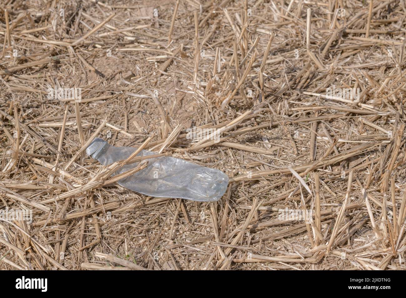 PTFE plastic soft drink bottle discarded in a recently cropped field with straw. For plastic pollution, environmental pollution, war on plastic waste. Stock Photo
