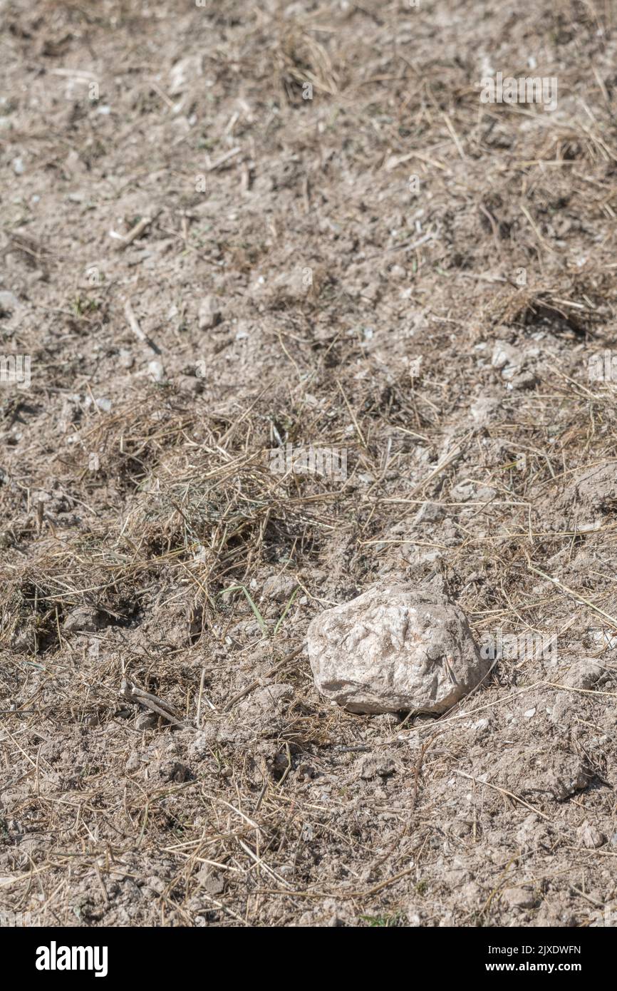 Solitary isolated quartz-type rock on the surface of a recently harvested cropped field. For stony farmland, being all alone, last man standing. Stock Photo