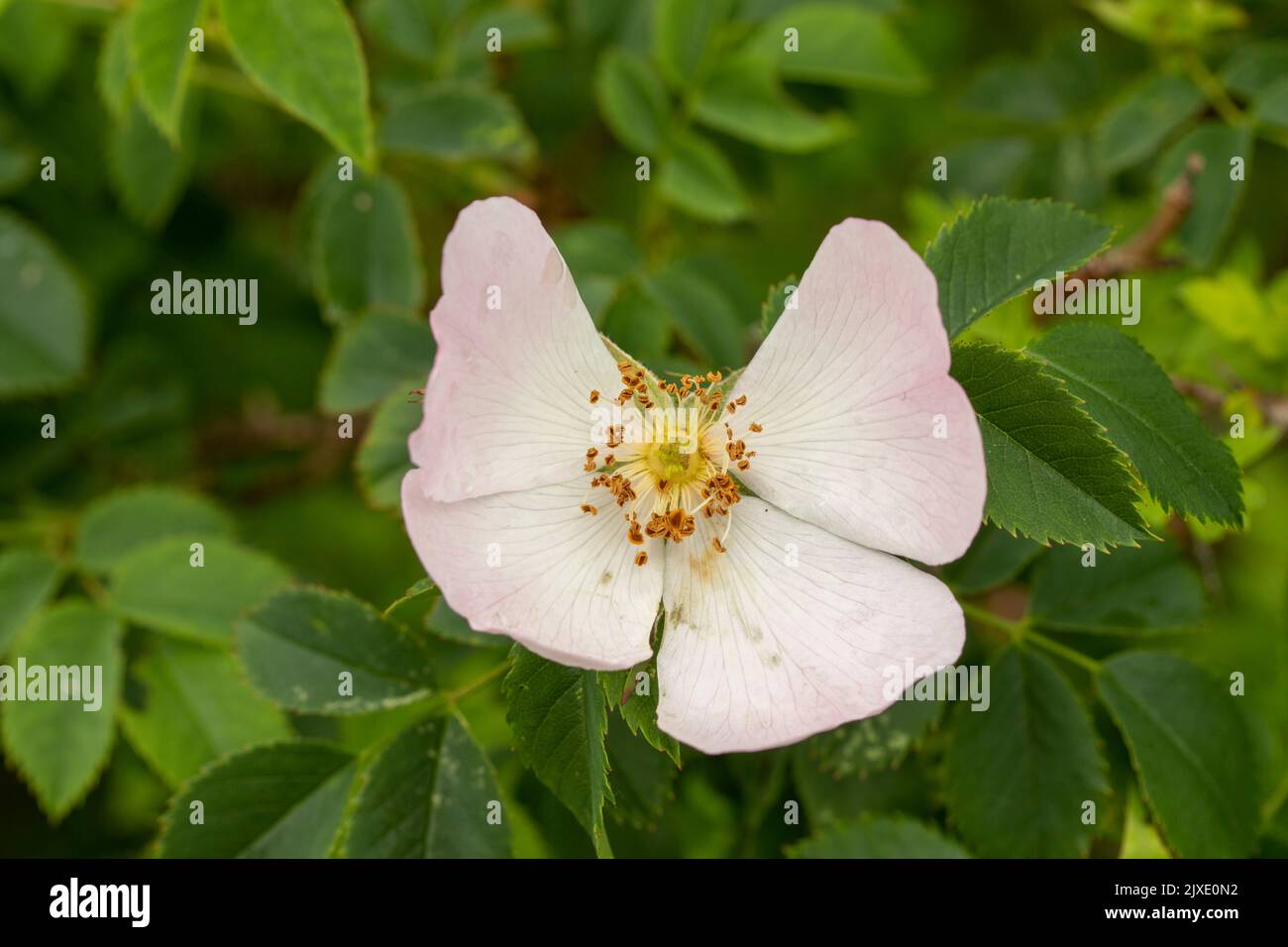 Beautiful close-up flower portrait of Rosa canina, the dog rose, in the ...
