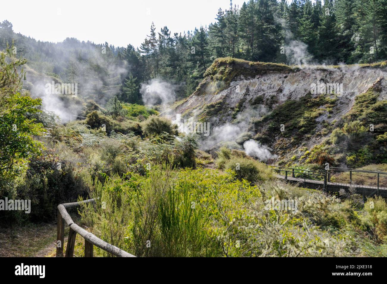 Steam drifting from some of the hot springs in the Wairakei Natural Thermal Valley which is off the Thermal Explorer Highway (State Highway 5) between Stock Photo