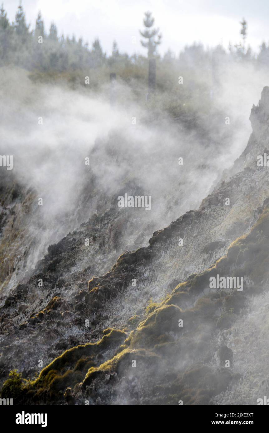 Steam drifting from some of the hot springs in the Wairakei Natural ...