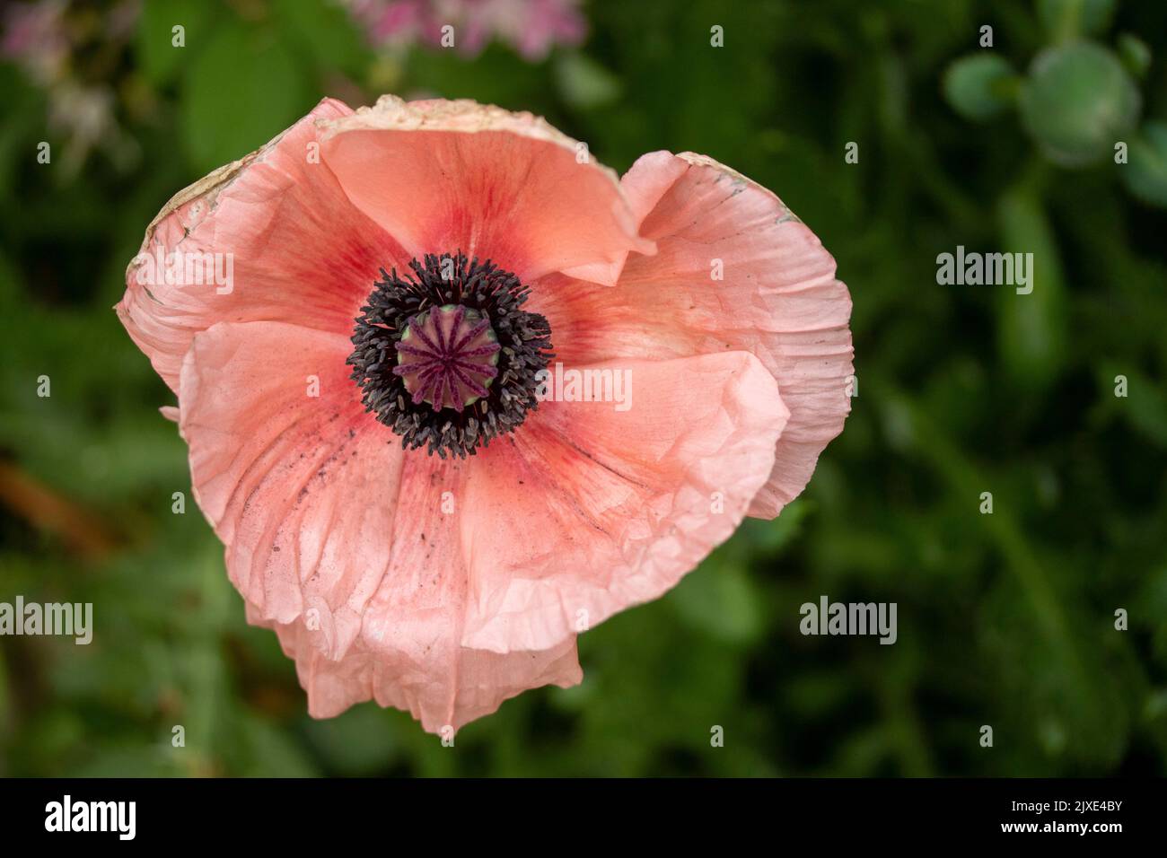 Natural closeup flower portrait of Papaver somniferum, opium poppy