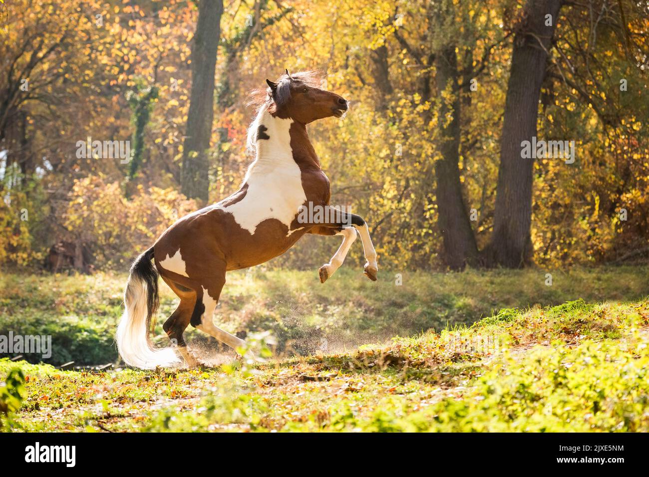 Paso Fino. Skewbald stallion rearing in autumn. Germany. Stock Photo