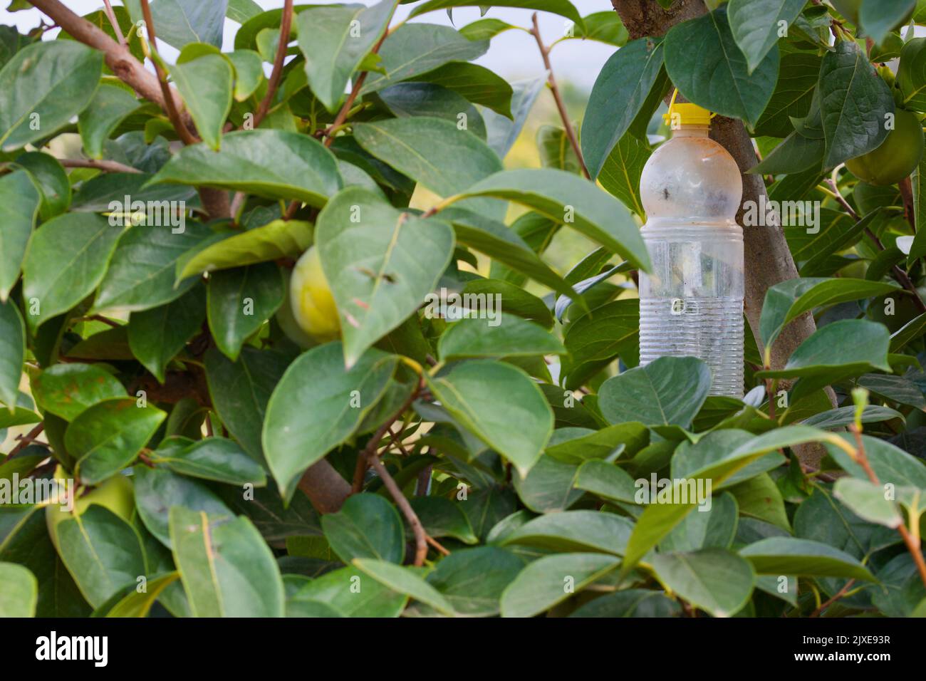 Image of a trap in the form of a plastic bottle hung from one of the branches of a persimmon tree to attract the Mediterranean fly known as ceratitis Stock Photo