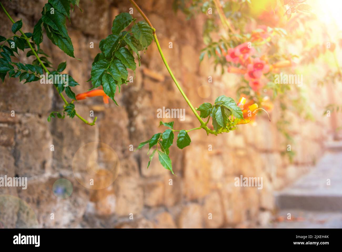 Old stone wall and plants in medieval town in Tuscany, Italy Stock ...