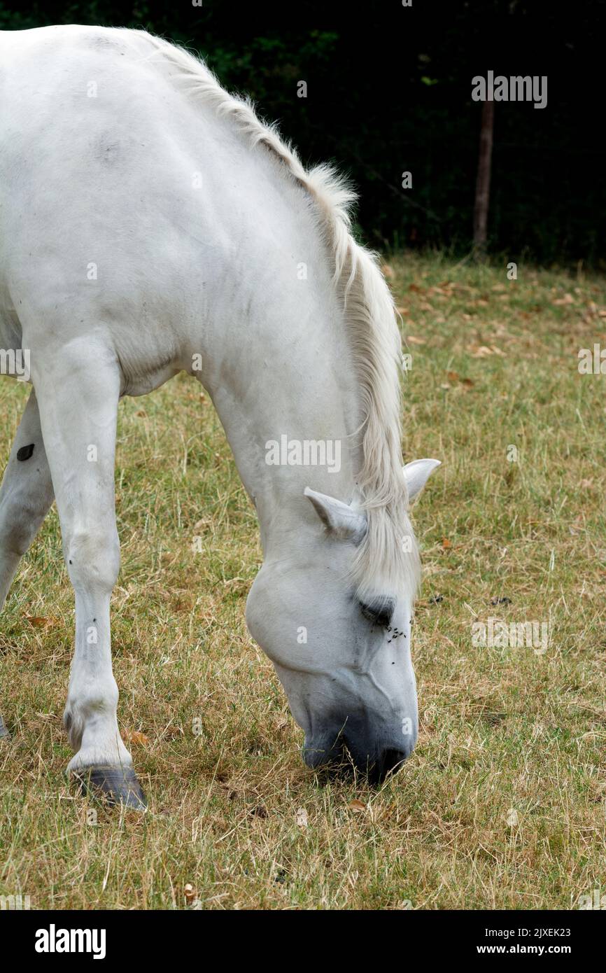 A grey horse grazing on dry grass during the 2022 heatwave, Warwickshire, UK Stock Photo