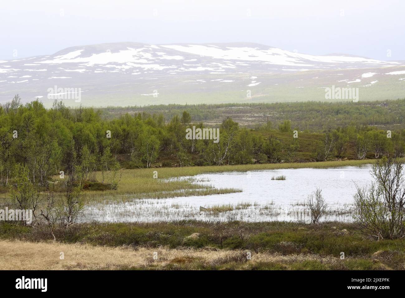 Fokstumyra Nature Reserve is a nature reserve in Dovrefjell, in the