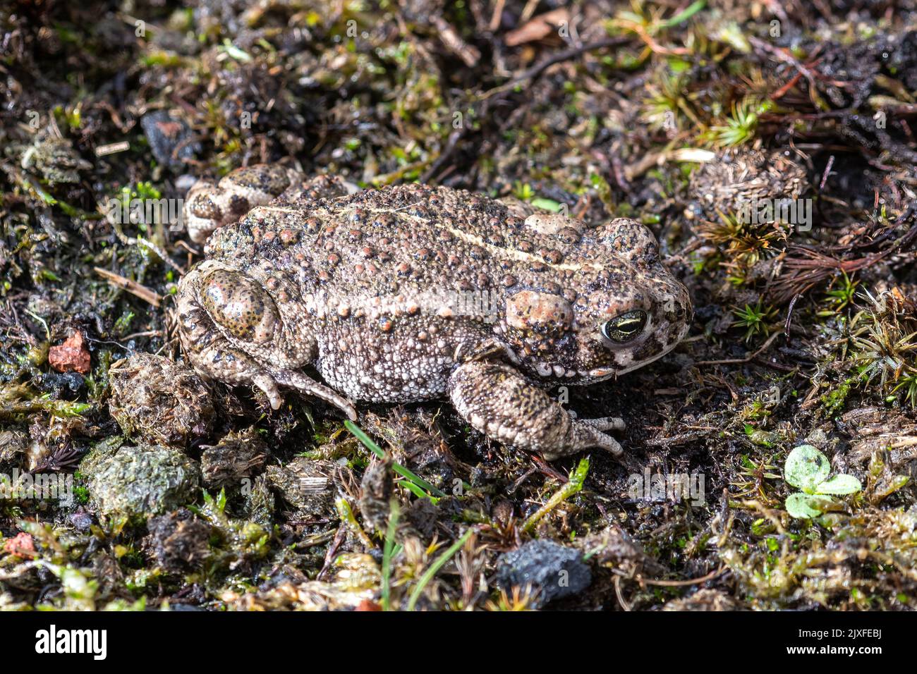 Natterjack toad (Epidalea calamita), a rare UK amphibian species in natural terrestrial habitat, Hampshire, England, UK Stock Photo