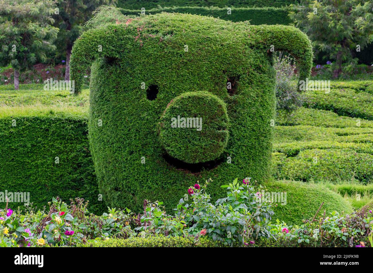 cartoon pig face shaped created from bushes Stock Photo