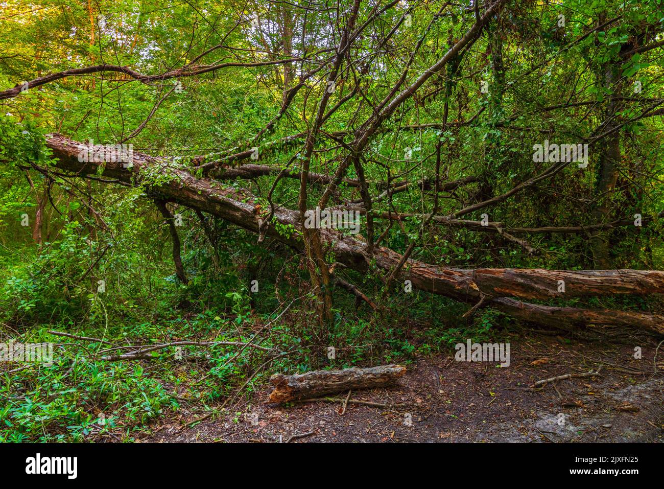 Fallen big tree in the green forest Stock Photo - Alamy