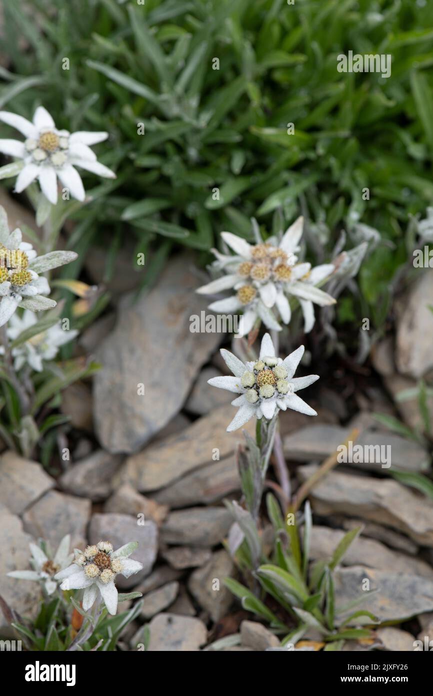Edelweiss: Leontopodium alpinum. Swiss Alps. Stock Photo