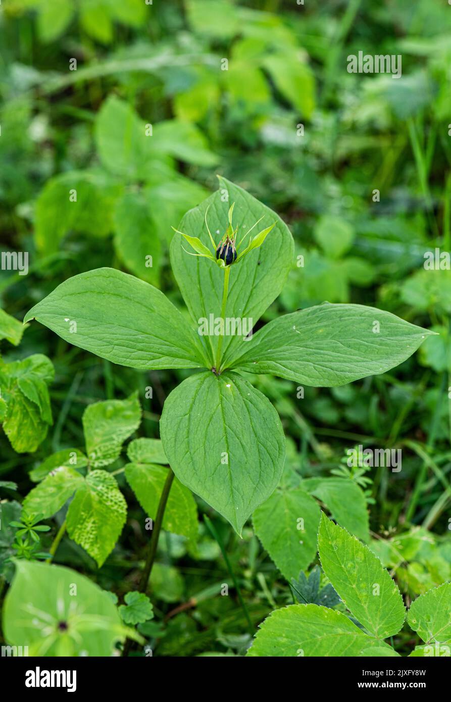 Herb Paris: Paris quadrifolia. Swiss Alps, Switzerland. Stock Photo