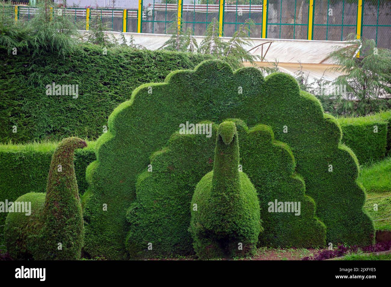 peacock and Dino figure created from bushes in park Stock Photo