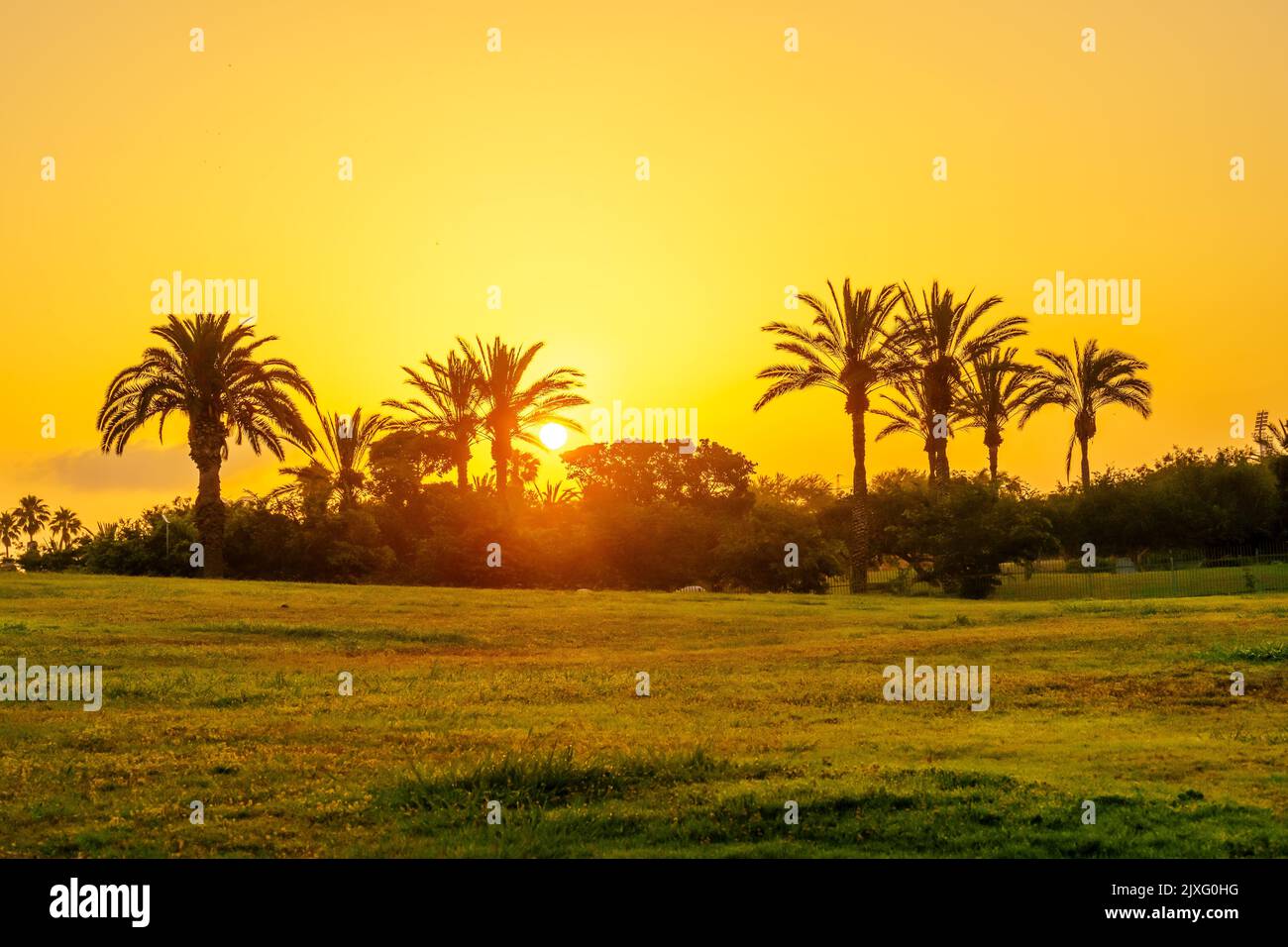 Sunrise view of lawns and Palm trees in the Yarkon Park, Tel-Aviv, Israel Stock Photo