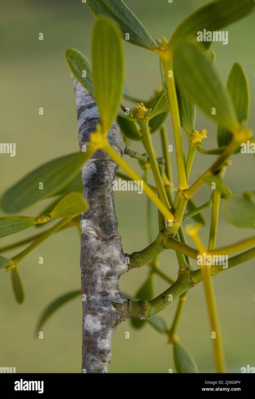 Mistletoe: Viscum album.  A hemiparasite. Haustoria entering host plant. Stock Photo