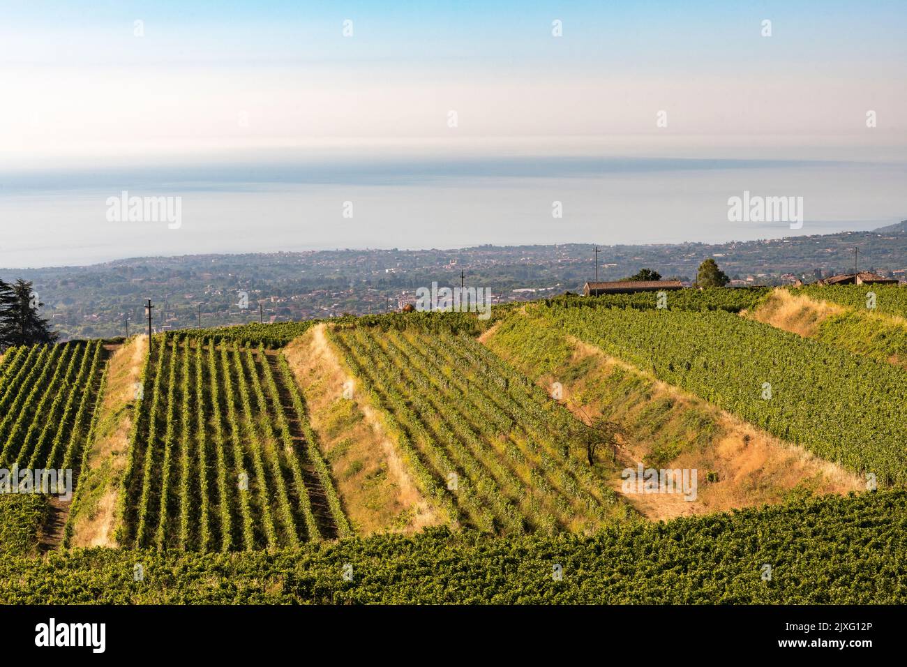 Vineyards at the Barone di Villagrande winery near the village of Milo, high on the slopes of Mount Etna, Sicily, Italy Stock Photo