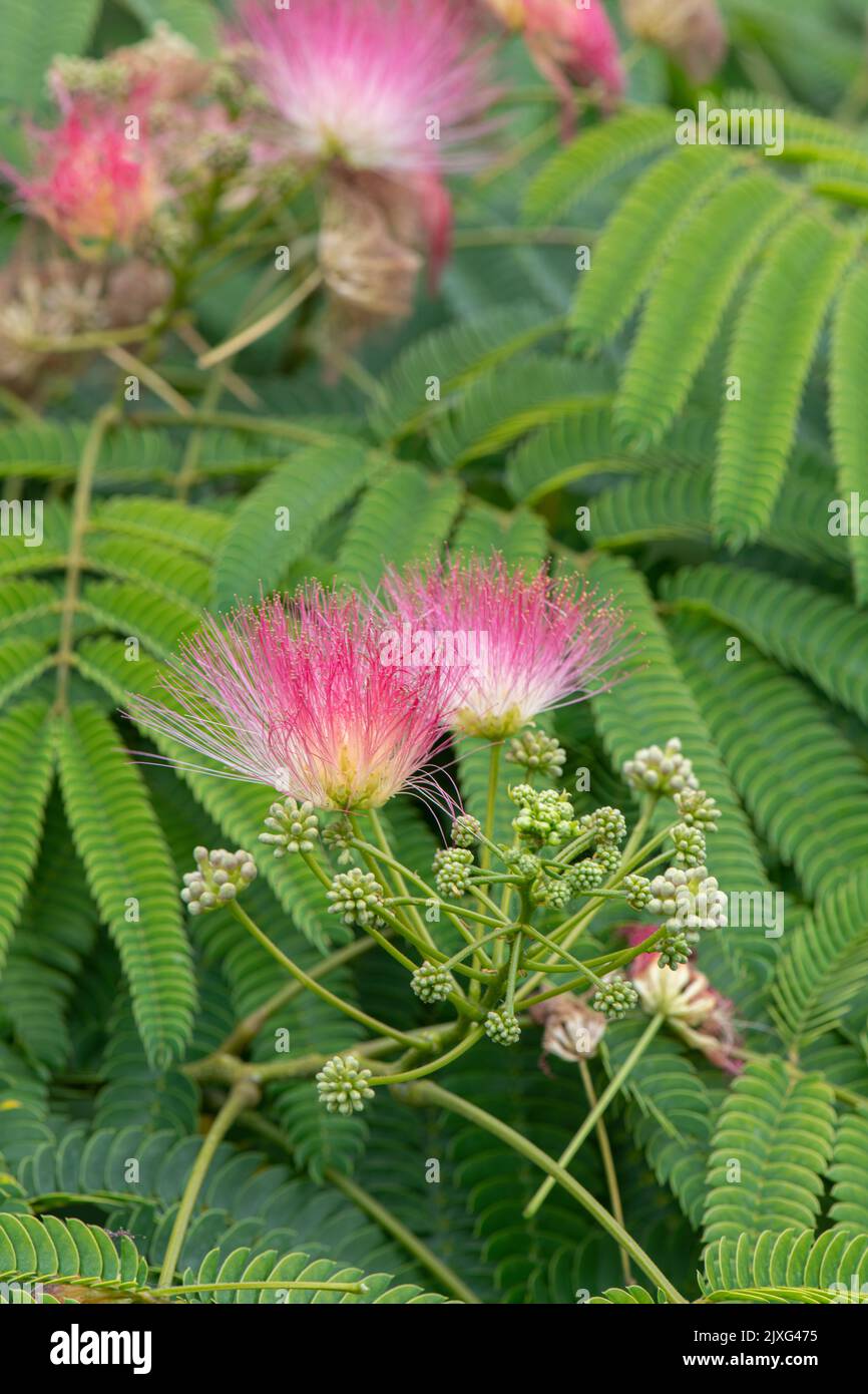 Powder Puff Plant: Calliandra sp. Stock Photo