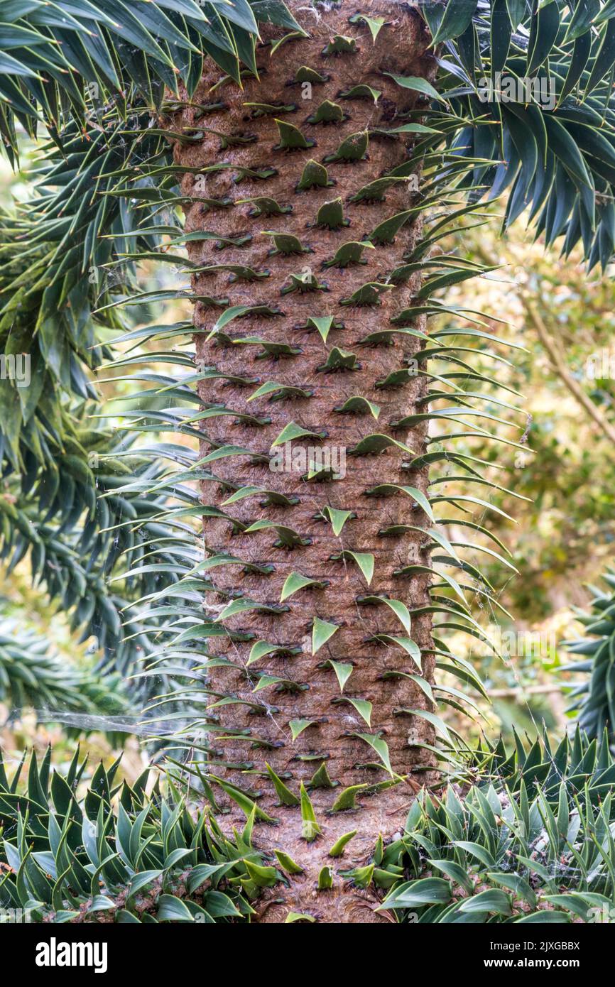 Trunk of monkey puzzle tree, Araucaria araucana. Stock Photo