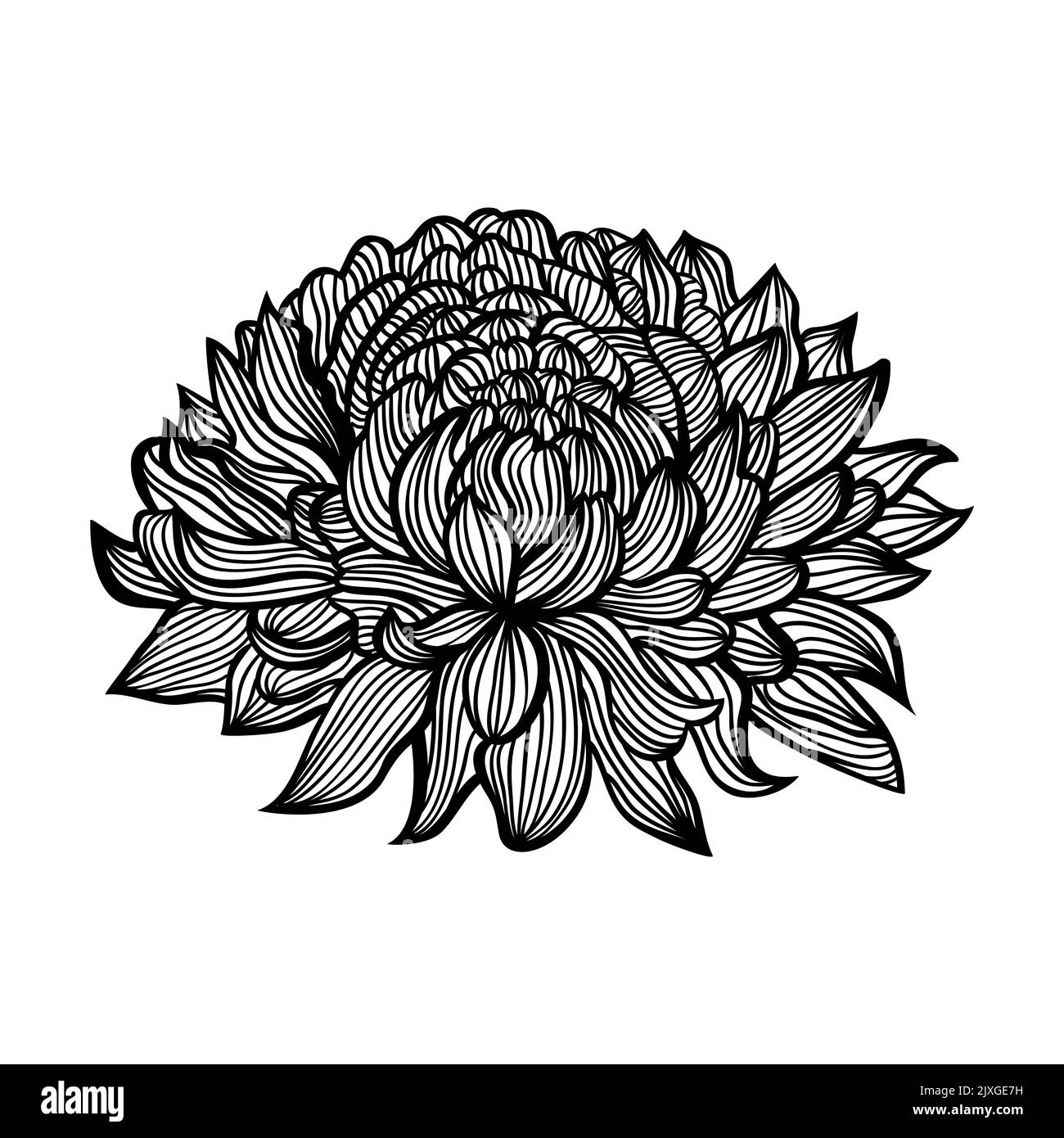 Hand drawn chrysanthemum Stock Vector