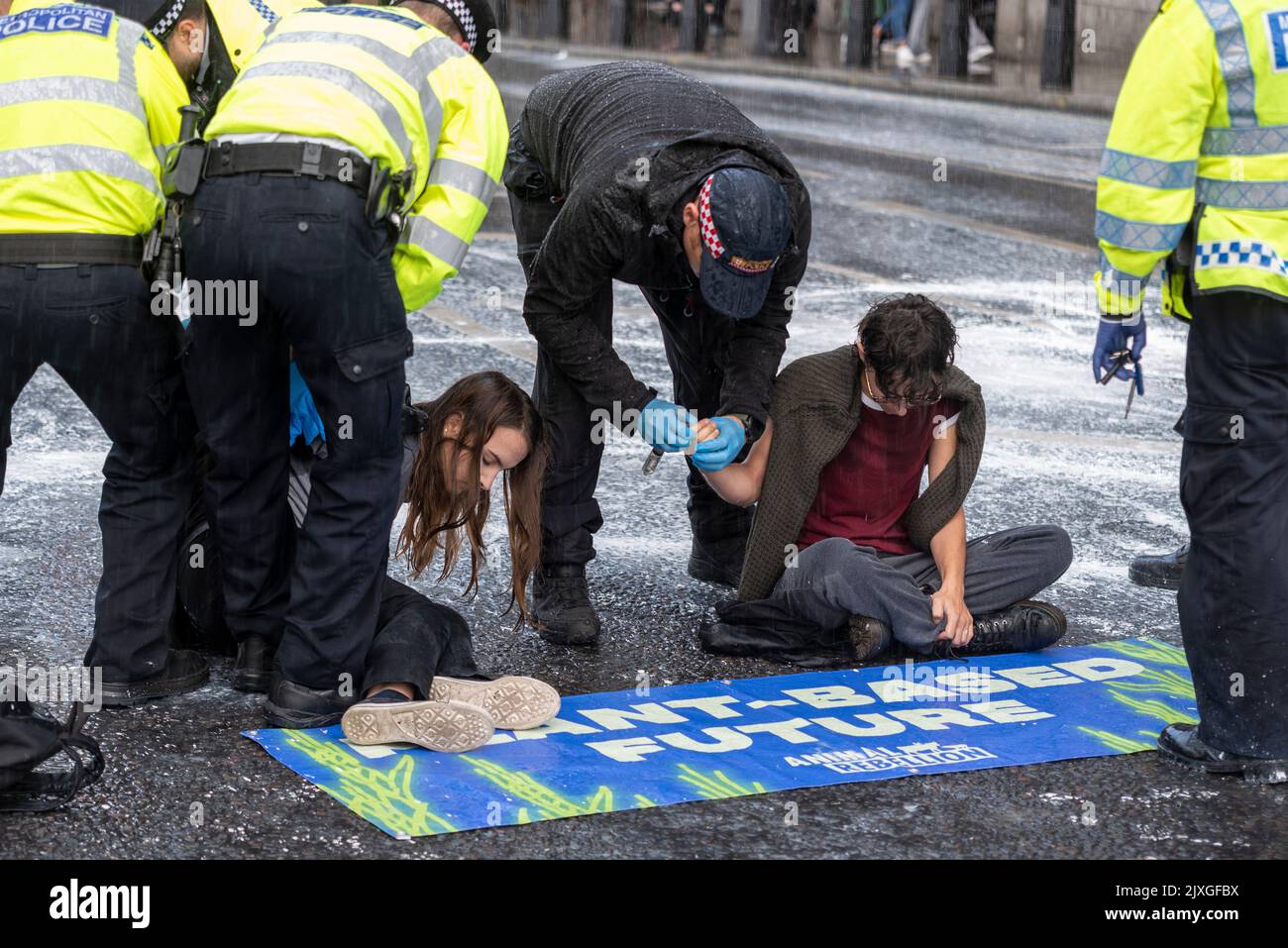 Westminster Bridge Road, Westminster, London, UK. 7th Sep, 2022. Vegan protesters from Animal Rebellion have sprayed white paint over a wall of the Palace of Westminster and blocked the Bridge Street road outside just prior to new Prime Minister Liz Truss arriving at Parliament for PMQs. Arrests were made. Anti-milk protest. Heavy rain shortly after has washed much of the paint across pavements and into the road Stock Photo