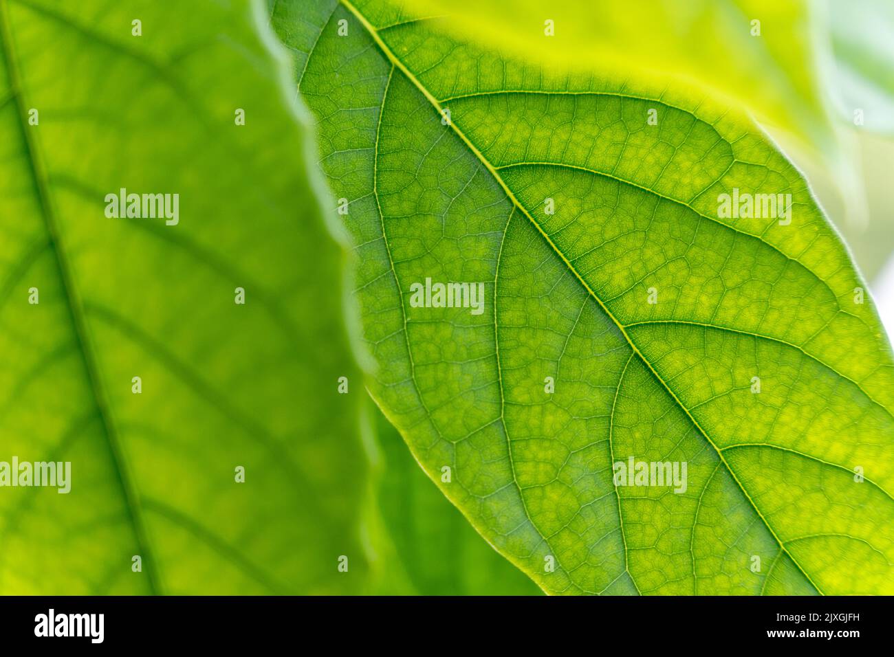 Leaves close up texture hi-res stock photography and images - Alamy
