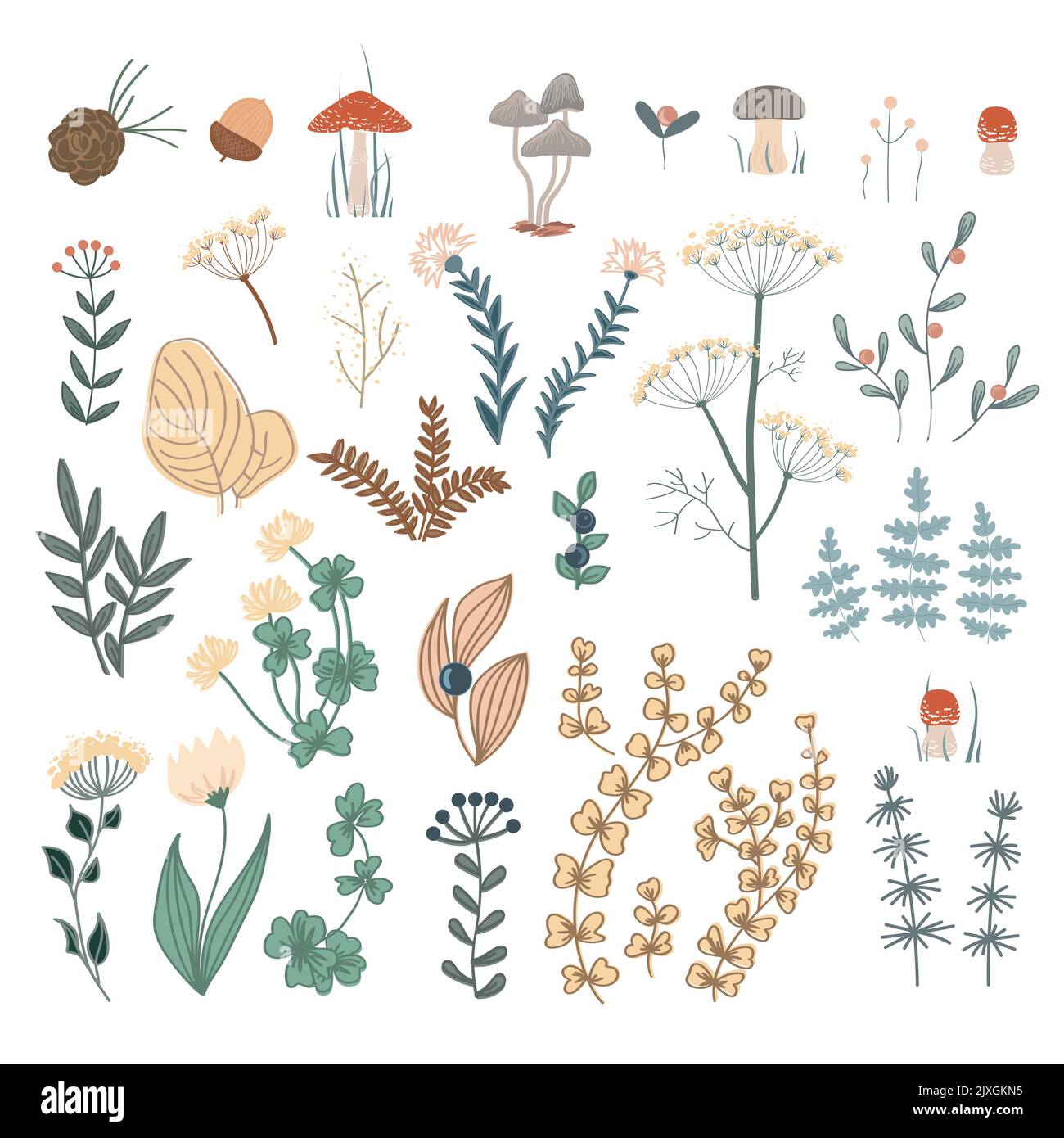 Autumn forest herbs and flowers, floral elements set. Vector doodle