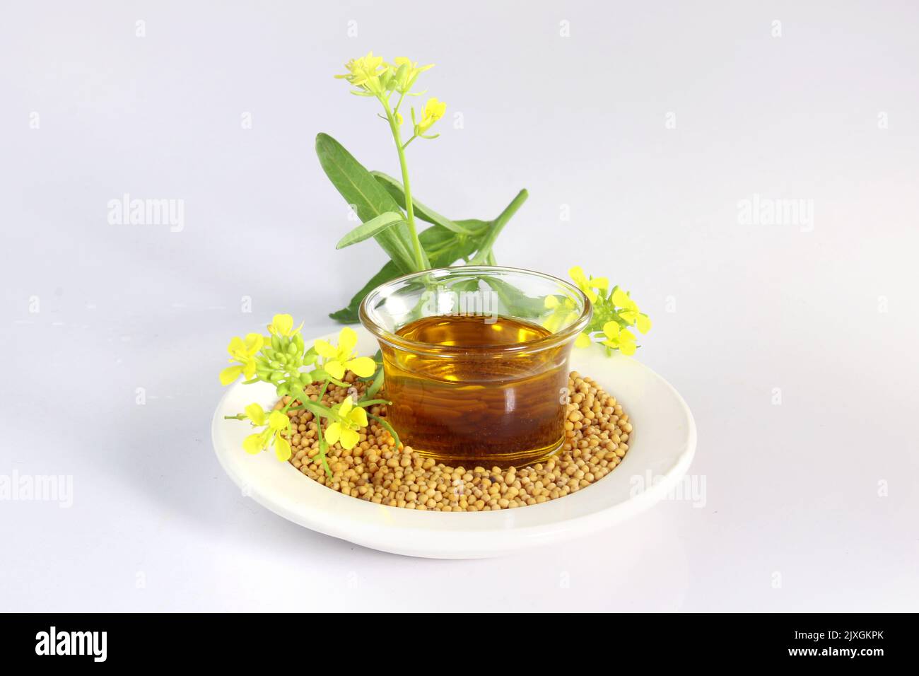 mustard oil, seed and flower on dish on white background. useful in cooking and external body care. Mustard seeds and oil with mustard plants with pod Stock Photo