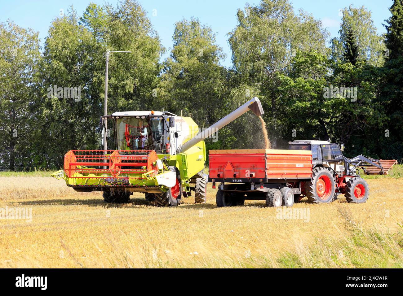 Claas Avero combine harvester unloads harvested oat onto agricultural trailer behind David Brown/Case 1690 tractor. Salo, Finland. August 27, 2022. Stock Photo