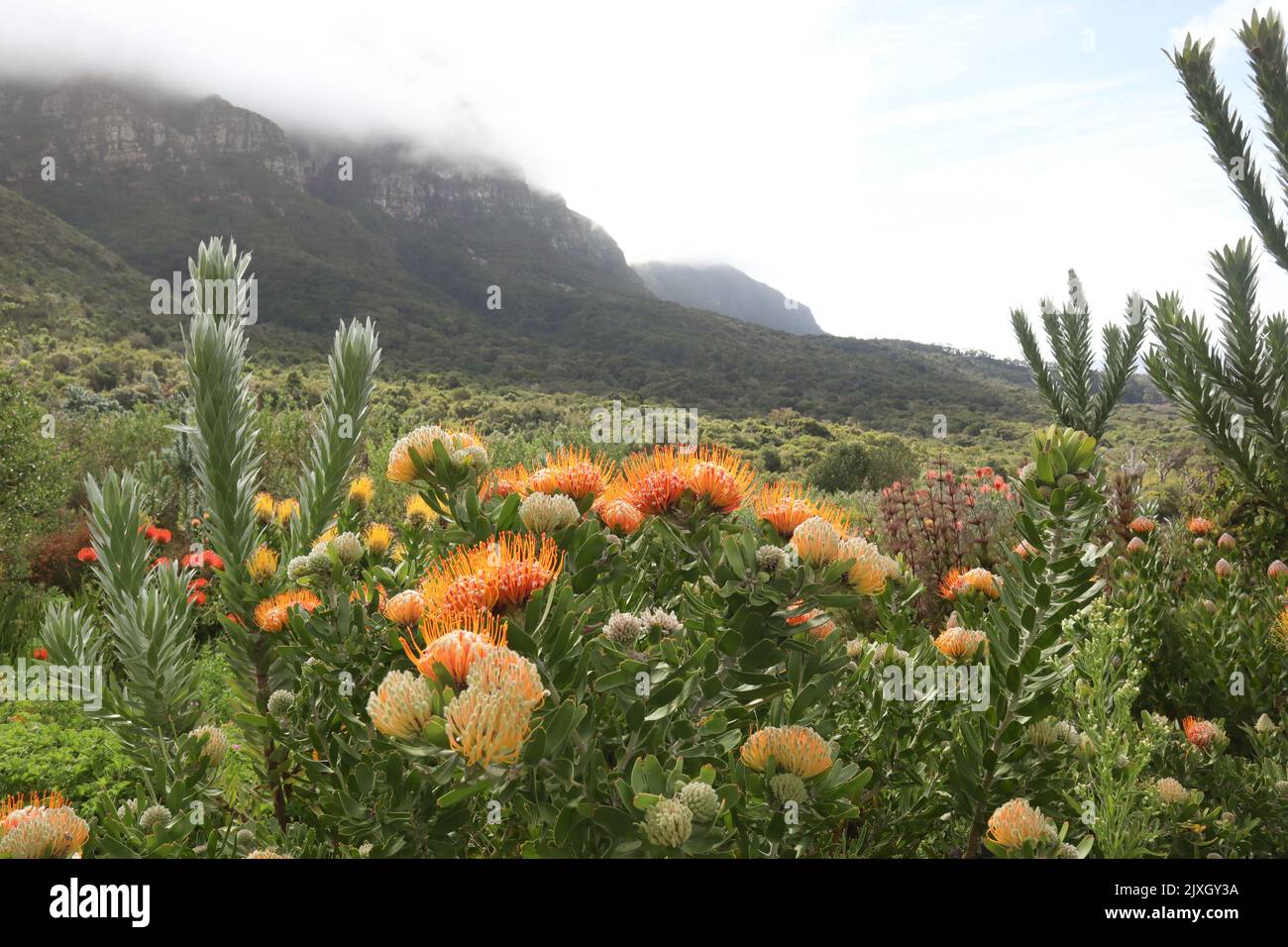 Field of pincushion proteas in the Kirstenbosch Botanical Gardens in Cape Town South Africa Stock Photo