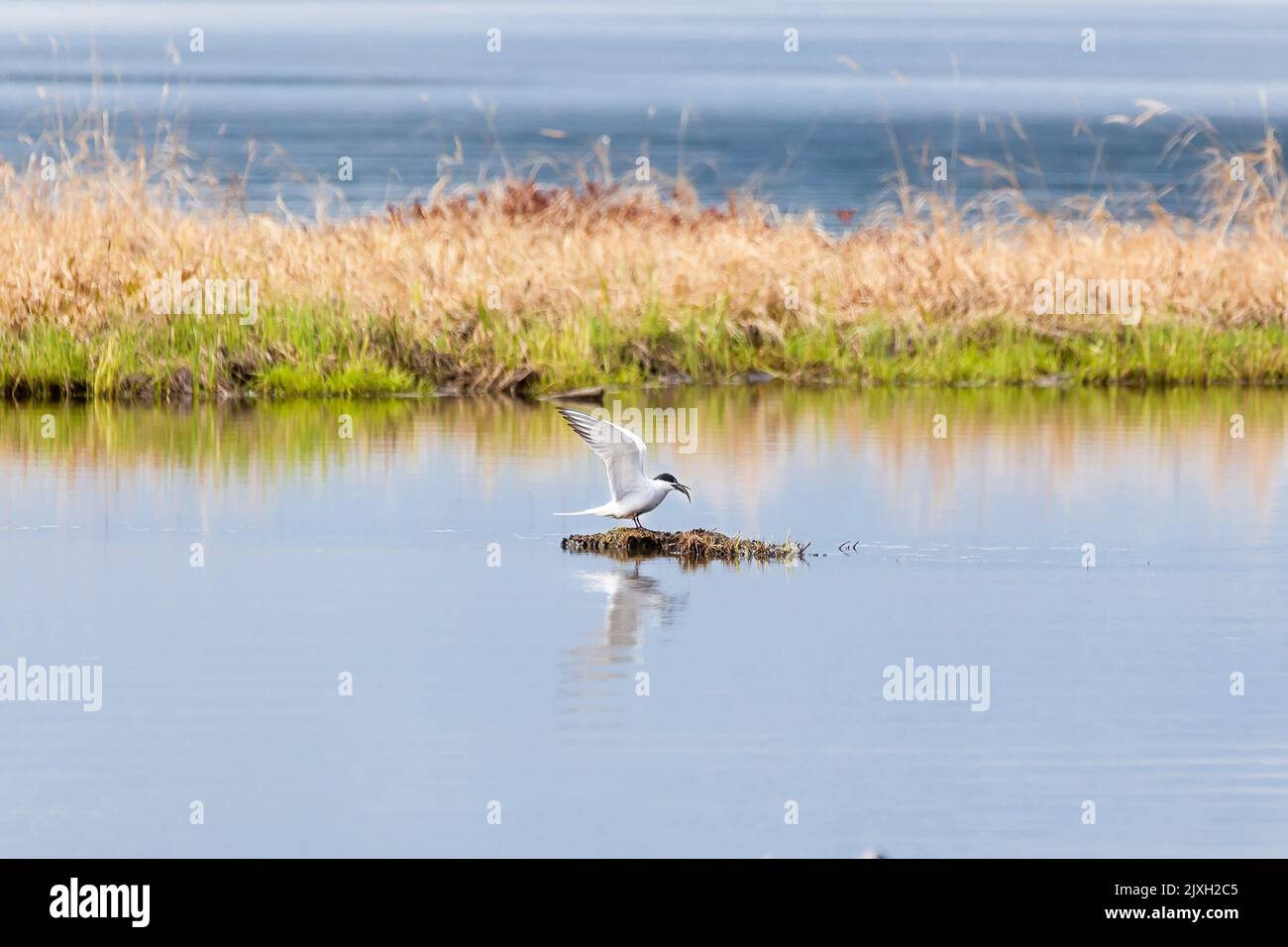 A seagull swallows a caught fish, sitting on a small island in the lake. Stock Photo